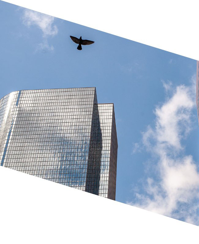 Bird flying over office building